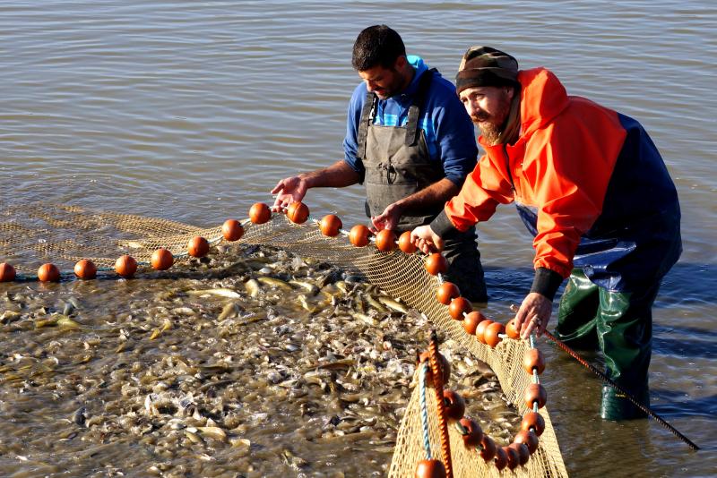 Réservations Pêche de nuit - Etang de Venas - Fédération de Pêche