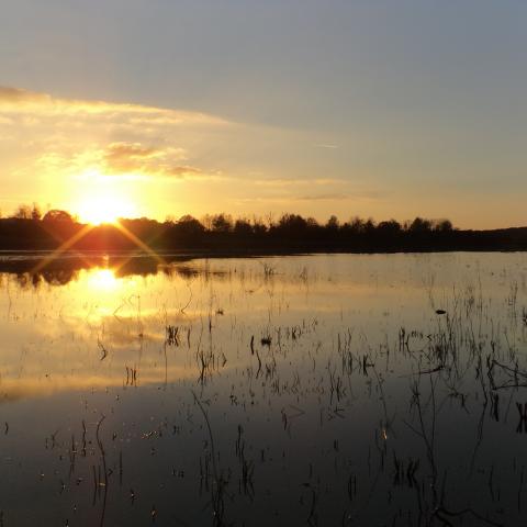 Coucher de soleil sur l'étang du Bas - RNR des étangs de Belval-en-Argonne