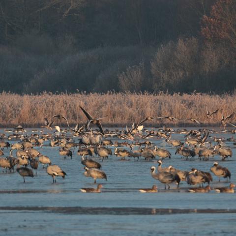 Grues au petit matin - RNR des étangs de Belval-en-Argonne